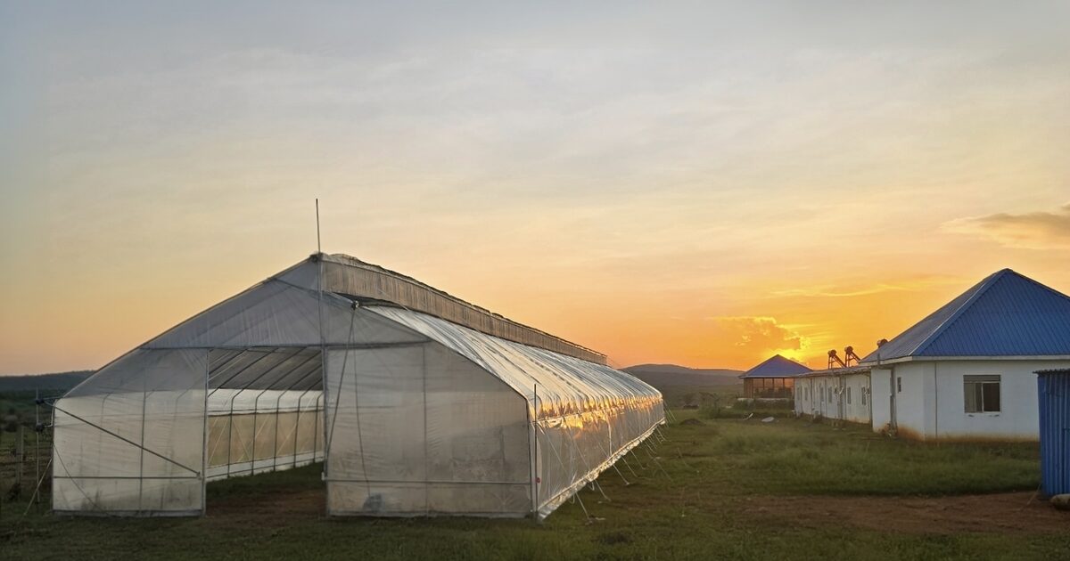 Greenhouse drying facility