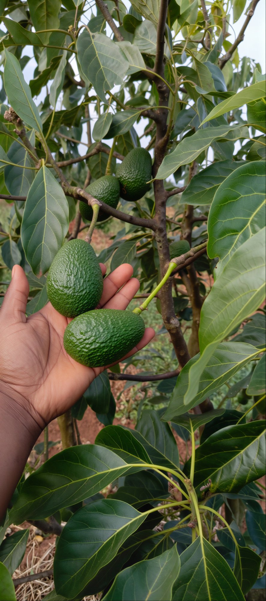 Hand holding Hass avocados on tree