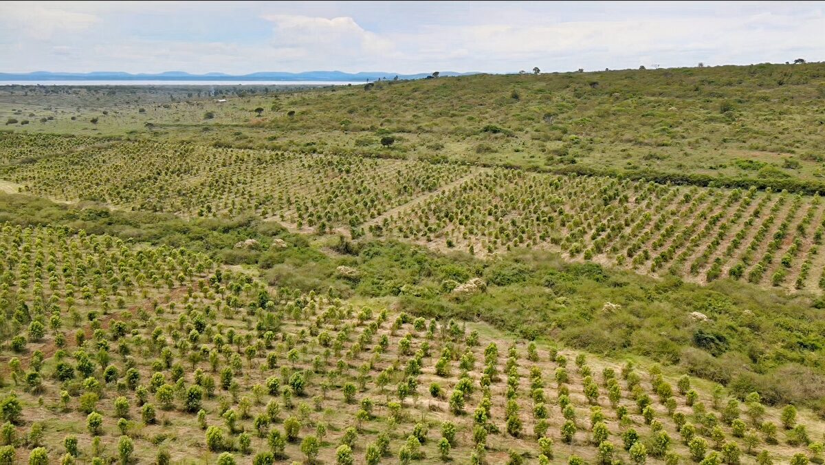 Sandalwood orchard with Lake Wamala backdrop