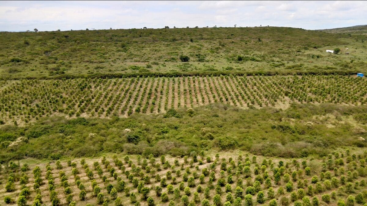 Sandalwood orchard rows aerial view