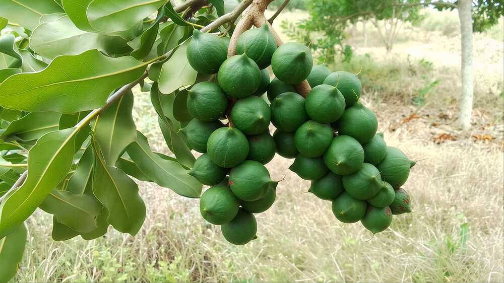 Macadamia nut cluster close-up