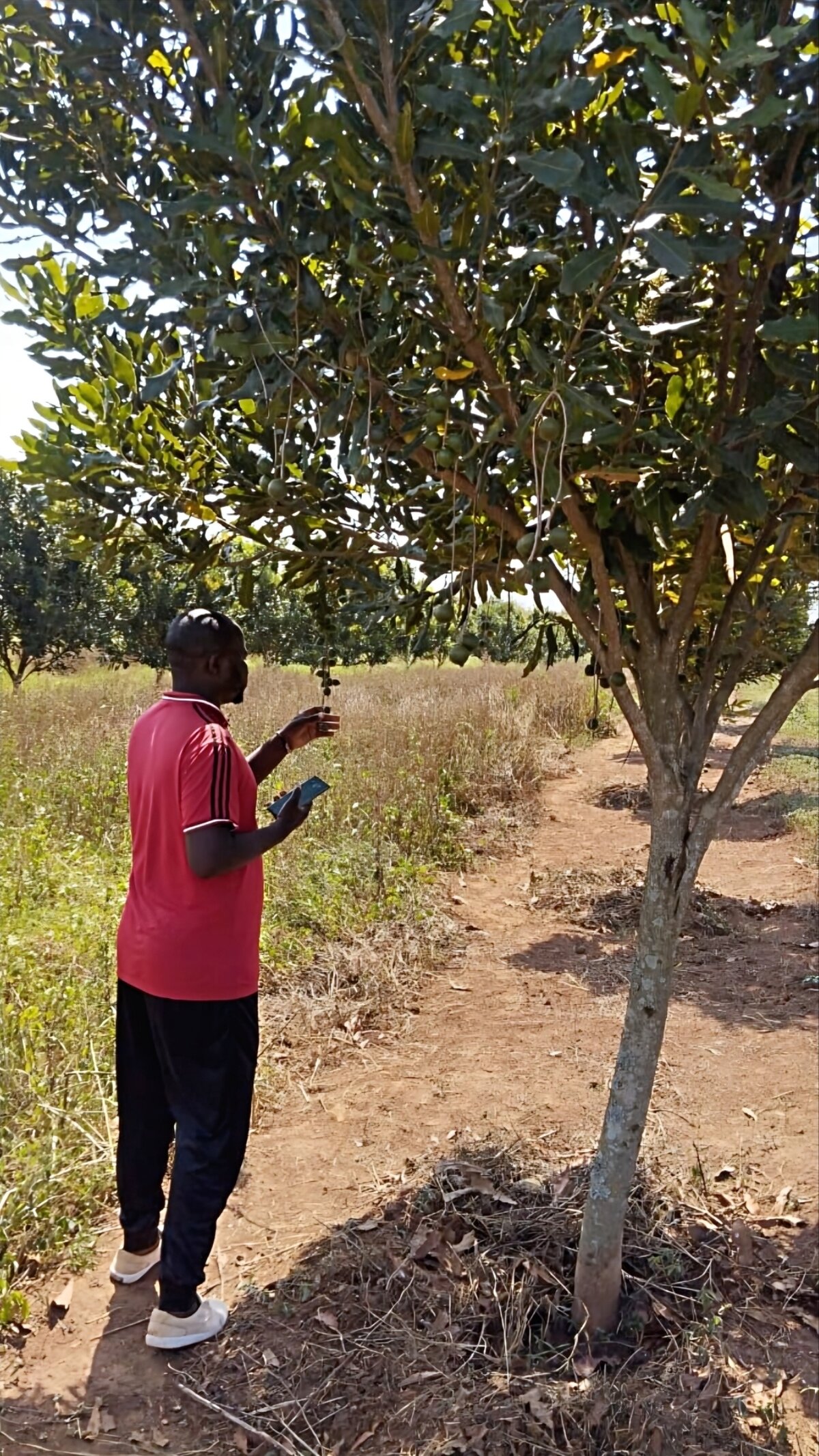 Team member inspecting macadamia tree